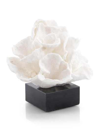 Picture of FOLIOSE CORAL ON BLACK MARBLE BASE