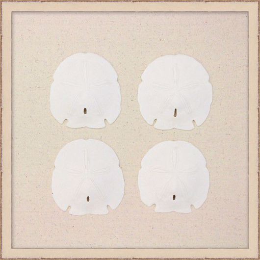 Picture of 4 SAND DOLLARS