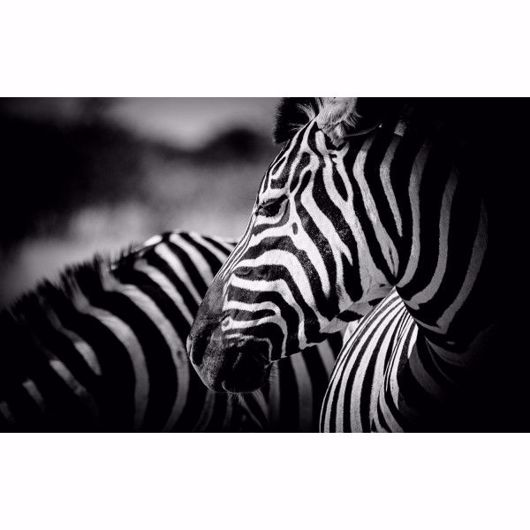 Picture of ABSTRACT ZEBRA
